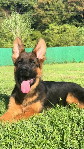 Alman Çoban Yavrumuz Boris Gün Geçtikçe güzelleşmeye devam ediyor 🧿🏆🏆 #germanshepherd #germanshepherddogs #germanshepherdpuppy #germanshepherdlove #germanshepherdlove