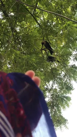 بلڪل ڪوشش ڪيو تہ اڪيلا رھو ڇو جو ھن دُنيا ۾ ھر سھارو عارضي آهي🙏🥹#foryoupage #sindhigirl #sindh #sindhistatus #deroayesha 