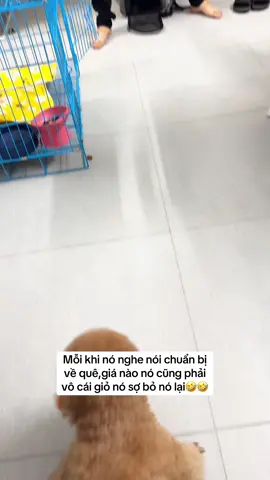 Xe gầm thấp mà động cơ dữ quá🤣🤣#dog #cuncung #thucung #poodle #bongmapbabao 