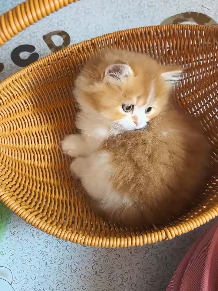 Nossa que fofura mais liinda esses gatinhos. #FofoÉPouco #FofoDemais #Gatíneo #BebêsGatos