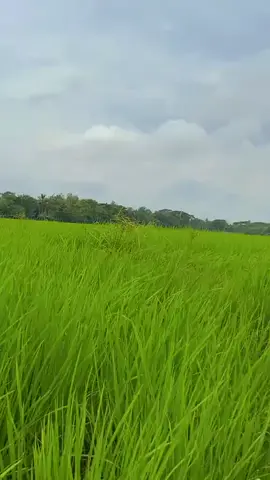 #ရင်မှာချစ်အားလေးညိုးငယ်ရပါတယ်❤❤#မြင်ပါများပီးချစ်ကျွမ်းဝင်အောင်လို့💞💞 #fyppppppppppppppppppppppp 