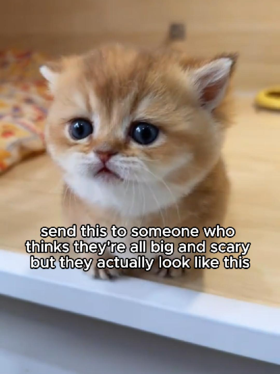 send this to someone #cat #catsofttiktok #sillycat #kitty #catmeme #relationshipmemes #couplecomedylovers #gf #bf #girlfriend #boyfriend #ilovemygf #ilovemybf