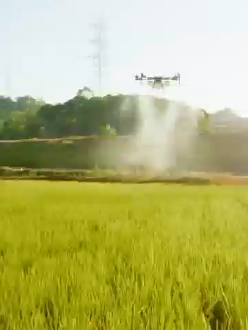 Le futur est là : un drone agricole vole au-dessus des champs à Guangzhou