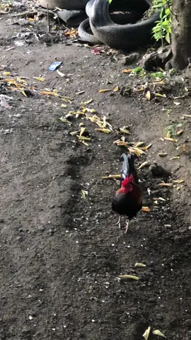 #rxkingindonesia #byangkerok135 #fyp #byangkerokstyle 