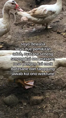 kabeh ono masane #entogresing #entogrambon #entogrambonhiasviral #perternak #peternakmuda 