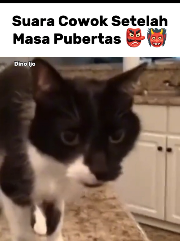 Mooww 👹👺 #meme #dinoijo kucing suara berat. Saudara cowok sebelum puber vs setelah puber