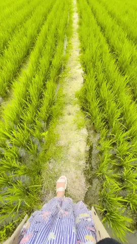 #fyp #fypシ゚ #sawah #sejukdihati 