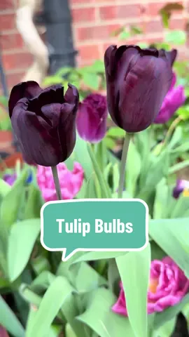 One of the most eye-catching and unique tulips with deep purple, almost black, petals. 'Queen of the Night' looks great planted with white varieties to contrast against the distinctive dark colour, and help it to stand out even more.  Tulips are such a popular spring bulb, thanks to their easy growing nature and their ability to look eye-catching when planted in a mix of different colour variations.  Fabulous colour combinations give vibrant life to gardens, patios or decking. They also make great cut flowers in vases or containers on the windowsill to brighten up the house, while bringing the beautiful sights and smells of nature inside. This fully hardy perennial tulip is easy to grow and will naturalise if left in the ground.  Mix with contrasting colours for dramatic effect.Supplied as a pack of 15 bulbs, size 10/11, ready for planting, they are best used in groups in borders or pots. Place in a sunny or lightly shaded position in rich, well-drained soil. #gardeningtips #bulbs #tulips #gardentoks #plantshop @YOU GARDEN LIMITED 