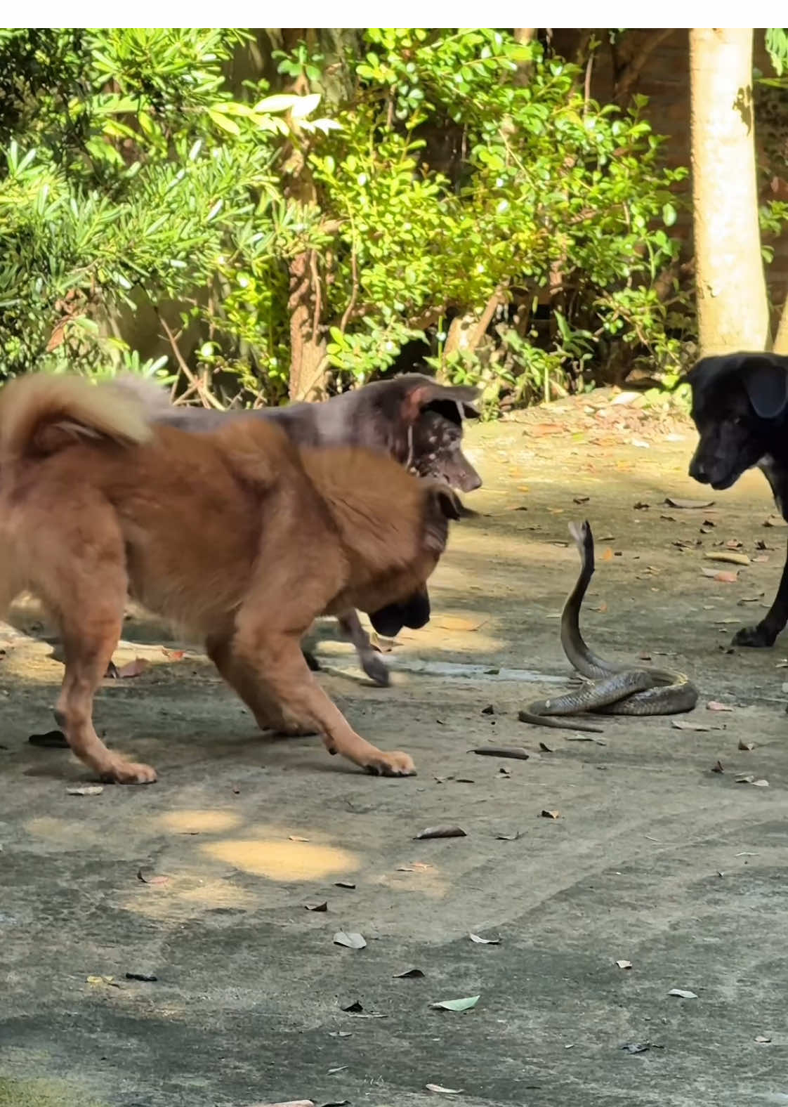 หมากัดงู 🐶🐍 #หมา #หมากัดงู 