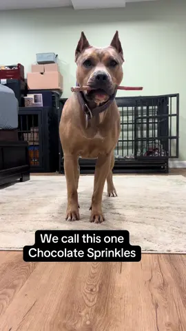 The nicknames that come up when you have dogs 😂 For being siblings, Tach and Fiona could not be more different. Fiona is the single most challenging relationship of my life and we have adapted almost every part of our lives to manage her. She’s worth it 1000% but it definitely makes us appreciate the sweet, easy going nature of her brother!  Anyone else have dogs with complete opposite personalities? #americanbully #dogsoftiktok #Siblings #icecream