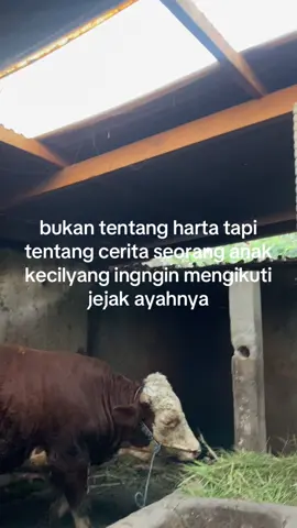 #peternakmuda #fyp #peternaksapi #foryoupage #sapi 