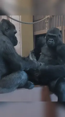 Shabani family gorilla #foryoupage #fypシ #fyp #gorilla #foryou 