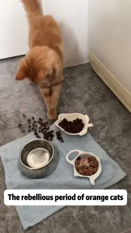 The rebellious period of orange cats #orangecatbehavior #orangecat #orangecats #catlover #funnycat #funnycatvideo 
