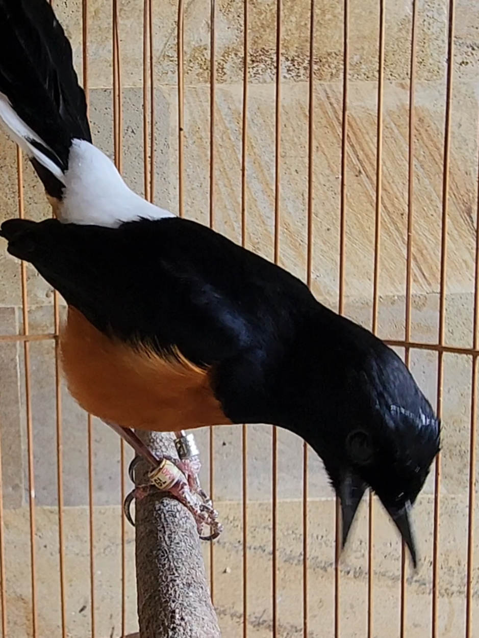 #om_xanthiegl_fseries #muraibatusilangan 