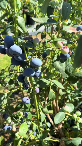 Ăn 3 quả choè mòm😆😇 #australia🇦🇺 #workingholidayaustralia #visa462úc #blueberry #foryou 