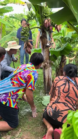 #ออมสินบ้านไร่สวนสุข #บ้านไร่สวนสุข #กล้วยแฝด 