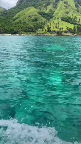 Pov you go to jurrasic park in indonesia  #jurrasicpark #KomodoIsland #ExploreIndonesia 