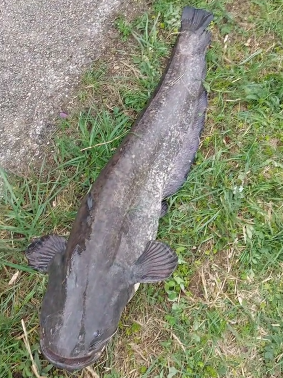 les silures sont toujours bien présents ils ont juste changé de place de quelque mètre... #silure #catfishing #fishing #release 