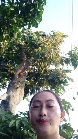 cây nhân sâm kkk