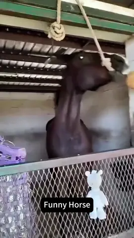 Funny Horse Behaviors🤣🤣  #horse #pet #funnyvideos #foryou #Texas