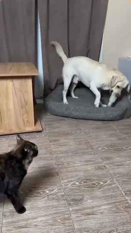 The huge disparity in size, yet the small cat 