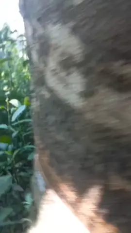 gass terus ketua  #pejuangrupiah #petanikaret #fypシ゚ #noreh #petaniindonesia🇮🇩🇮🇩🇮🇩🌿🌿 