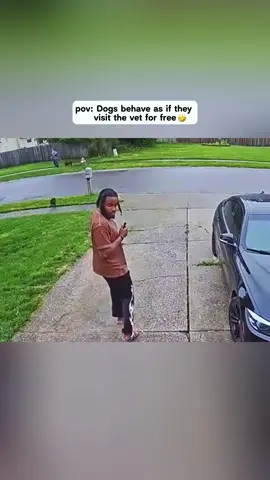The dog acts like going to the vet doesn't cost anything.🐶🤣🤣#dog#funny#funnyanimals#funnypets#animals #dogsofttiktok #pet #foryou #longervideos