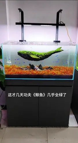 Layout cá voi xanh của các pháp sư Trung Hoa #aquascape #thuysinh #aquarium #theaquacorner #fishtank 