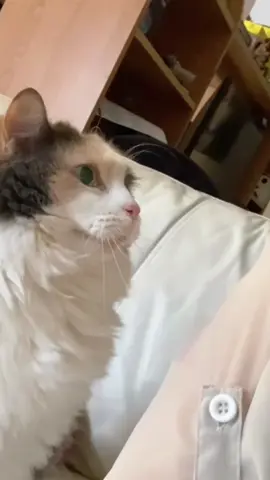 When a cat chooses you… 🍀🐾#cat #cats #catlover #kitten #fyp 