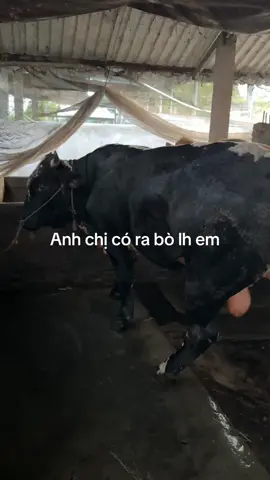 #chănnuoi #bò #mientay #flypシ #đồngthap66 