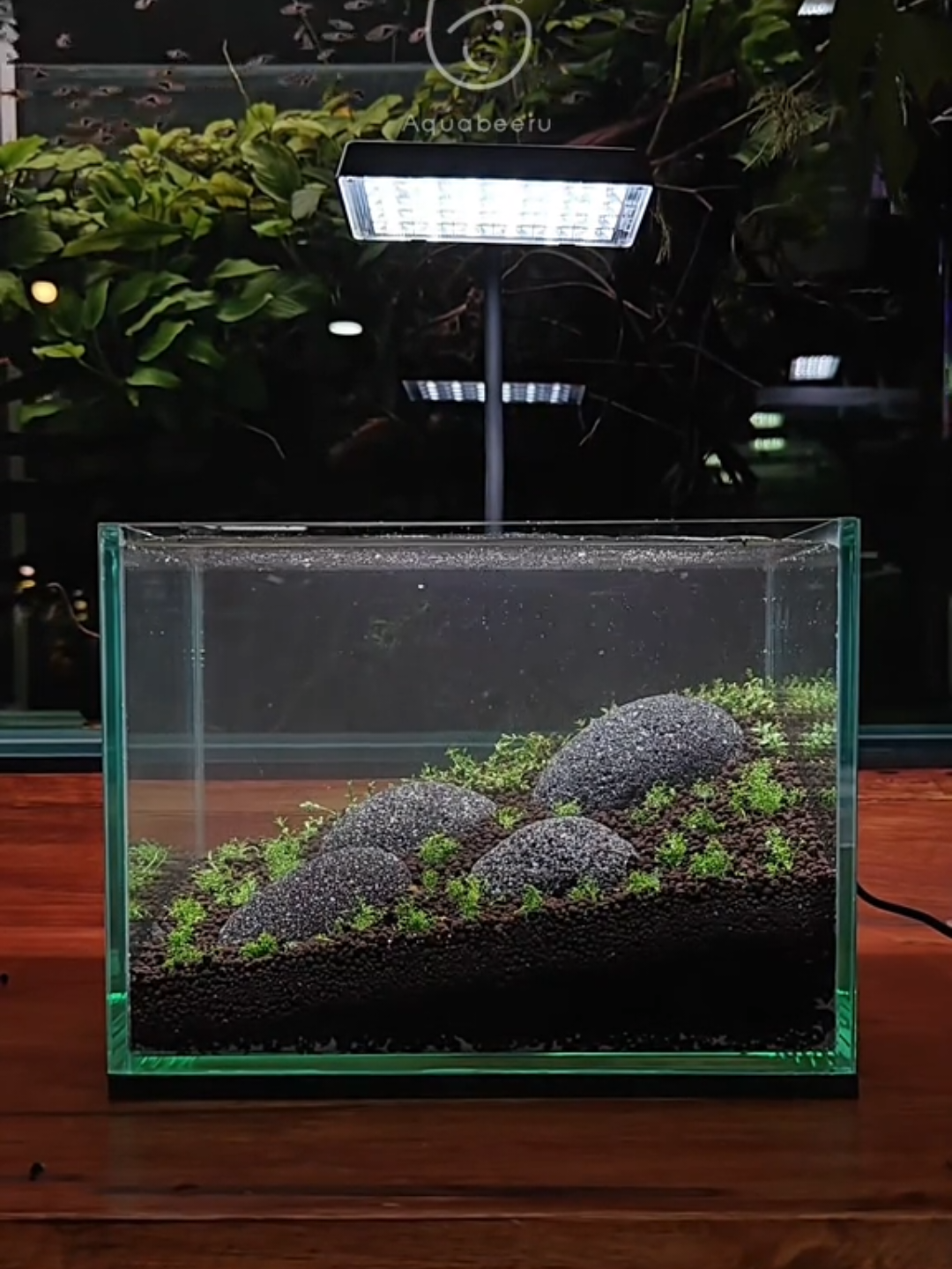🌿 มาดูคลิปตั้งตู้ทุ่งหญ้า Minima กัน ขนาด 9 นิ้วทรงลึก ด้านหน้าปลูกต้น Minima ด้านหลังปลูกต้นหวีดหนาม โดยใช้ดิน No Co2 มารับชมกันเลยคร้าบบ  . 📌สนใจ Workshop จัดตู้ปลา โหลปลา  ตู้ไม้น้ำ ตู้Paludarium ครึ่งบกครึ่งน้ำ สามารถทักมาสอบถามระบุวันที่สะดวก แนะนำให้จองล่วงหน้าเพื่อให้ทางร้านได้จัดเตรียมคิวและสถานที่ให้คร้าบ . 🫧 Aquabeeru - อควาบีรุ ✨ ร้านของเรายินดีให้บริการทุกท่าน ไม่ว่าจะสนใจปลาสวยงาม กุ้ง หอย ปู ปลาต่างๆ รวมถึงการจัดตู้ไม้น้ำ และอุปกรณ์สำหรับตู้ปลา ทางเราพร้อมให้คำแนะนำและให้คำปรึกษาเกี่ยวกับน้อนๆ ตู้ปลา และตู้ไม้น้ำ 🌱 . 🏡 นอกจากนี้ที่ร้าน Aquabeeru ยังมี ☕ Café ชา กาแฟ โซดา คุ้กกี้ บราวนี่ และขนมปังปิ้ง 🖌️ Workshop & DIY จัดตู้ปลาไปพร้อมกับเรา 🎲 Board game มานั่งเล่นกับเพื่อนๆ 👓 Working Space ประชุม คุยงาน ทำงานไปด้วย ดูตู้ปลาไปด้วย~ . 🎏 ร้านเปิด (พฤ-จ) เวลา 11.00-20.00 น. / **ปิดทุกวันอังคาร** 🌿 วันพุธ เปิดเวลา 13.00-20.00 น. 🛍️ สามารถมาเลือกซื้อน้อนปลา อุปกรณ์จัดตู้ปลา ต้นไม้น้ำ 🚗 ที่จอดรถตรงหน้าร้าน ตึกว่าง และรอบๆโครงการน้าา 📮 ช่องทางOnline ก็สามารถสั่งซื้อน้อนปลาได้ ส่งทั่วไทยเลยคร้าบ https://openlink.co/aquabeeru . 📞 ติดต่อ : 063 245 0797 / 090 909 7409 (สำรอง) . 🎉 แล้วพบกันน้าาา ✨ 📍Aquabeeru ตลาดพรชัย พันท้ายนรสิงห์ พระราม2 . https://maps.app.goo.gl/rab8mNch5dMxJBwj7 . #aquabeeru #aquarium #aquascape #workshopจัดตู้ปลา  #ร้านปลาสวยงาม 
