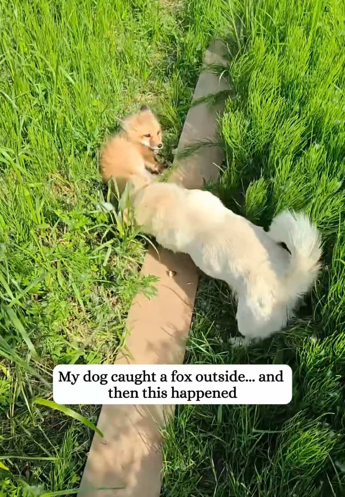 My pup caught a fox and then..#fox #rescue #animals #fyp 