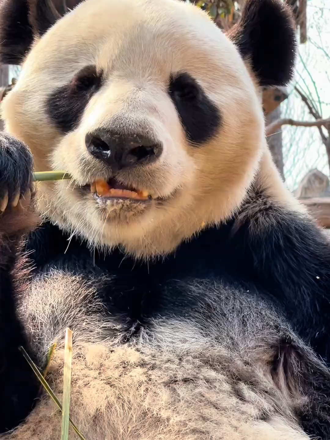 #pandalover🐼 #viralvideos #foryour #panda