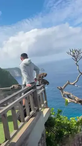 Funny monkey #monkey #monkeys #monkeylover #funnyvideos #animals #dog #beautifulgirl 