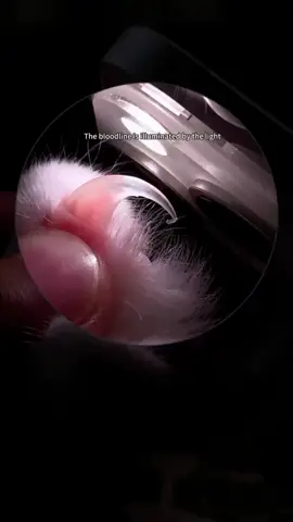 ✂️🐾 