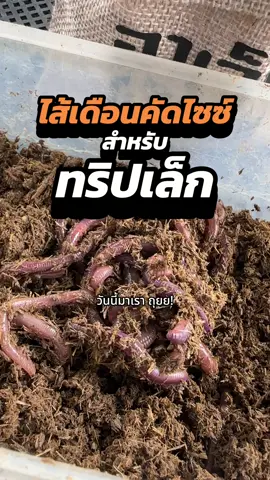 ออกหมายเบา ๆ ยามเย็น กับ ไส้เดือนคัดไซซ์ทริปเล็กจากอาเจ็ก 🪱💙 #อาเจ็กไส้เดือน #ไส้เดือนตกปลา #ไส้เดือนออนไลน์ #ตกปลาธรรมชาติ #เหยื่อสดลดระแวง 