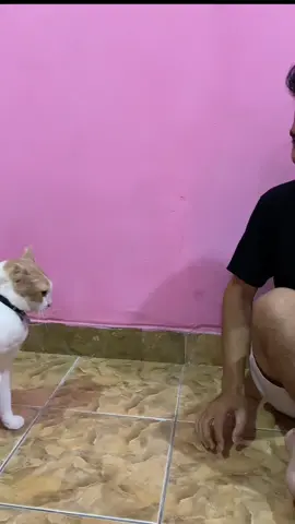 Domdom ramah banget yak 😂 #domdomcat #kucinglucu #kucingtiktok #kucinggemoy #kucing 