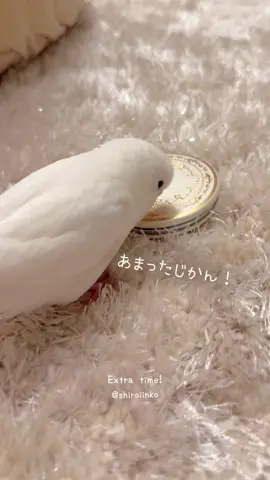 あまったじかん！お久しぶりもちです🕊️ #しろいいんこのもち #セキセイインコ #インコ #可愛いペット #birdtok 