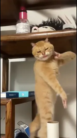 ##fentysuperbrandday #LanguageLearning #cat 