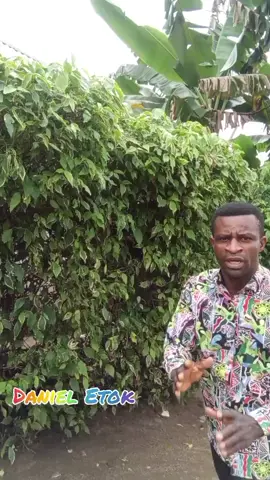 he digged a pit and fall into the pit he made #reels #video #tiktok #trendingvideo 