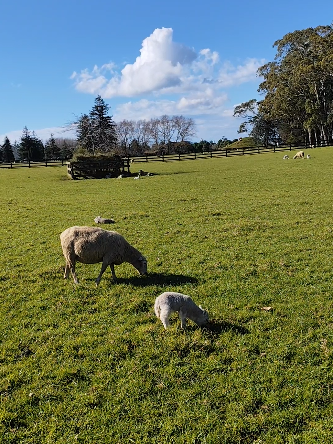 Cornwall Park Auckland #farmanimals #animals #animalsoftiktok #funnyanimals 