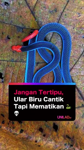 Ular Biru Cantik yang Mematikan 🐍💀 Cantik tapi berbahaya! ✨🐍 Inilah Malayan Blue Coral Snake, si 