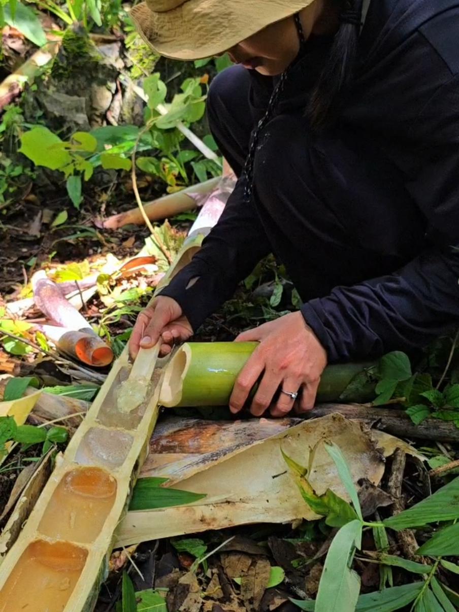 วุ้นไม้ไผ่ วุ้นในไม้ไผ่กินได้ 😊 #เที่ยวป่า #ป่า #เทรนวันนี้ #alese #อะลิเซ่ 