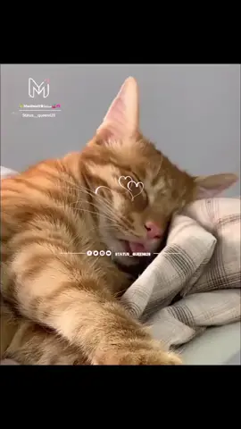 # জাহান্নামী জাহান্নামী জাহান্নামী🥹🥹