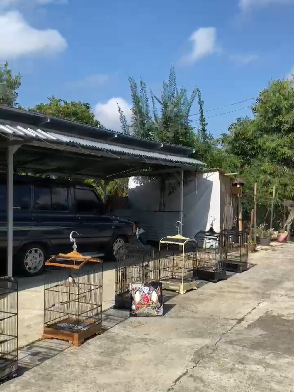 🤭🤭             .   #kicaumanianusantara #promomakanmerdeka #kicaumaniaindonesia #fyp #bulukerto24jam @pinsip1 