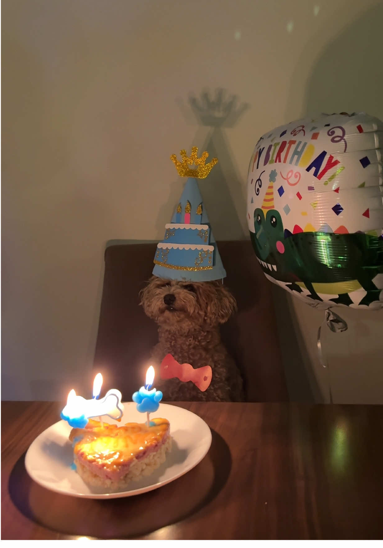 Nino e ka ditlindjennn  #dogbirthday #dogbirthdaycake #dogbirthdayparty #happybirthday #kosova 