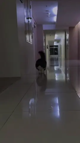 ##capcut #cat #kucingtiktok #fypシ゚viral🖤tiktok #catlovers 
