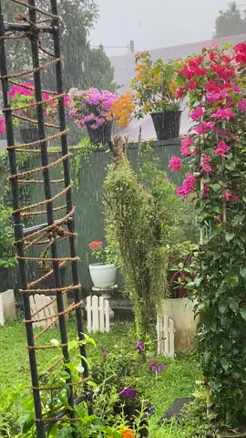 😞😞🌸🌺😞😞#naturelover #flowerarrangement #landscaping #gardening #enjoylife @rangana wijesekara 