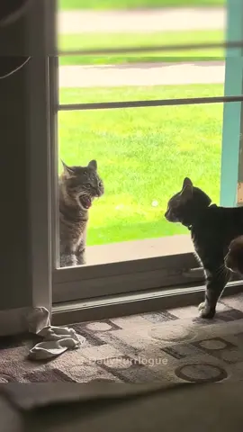 #cat #catsoftiktok #funnycats #catlovers 