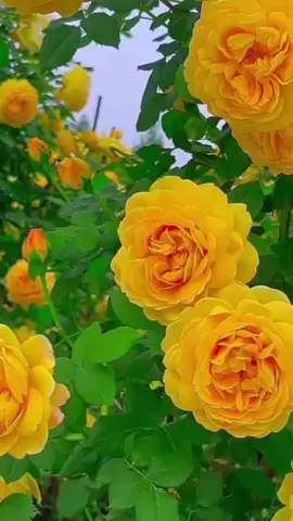 فباي ألاء ربكما تكذبان